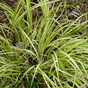 Acorus gramineus 'Variegatus'
